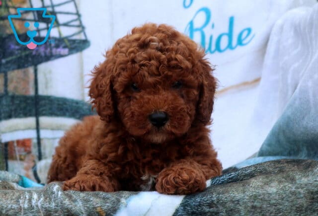 Forest Mini Poodle image