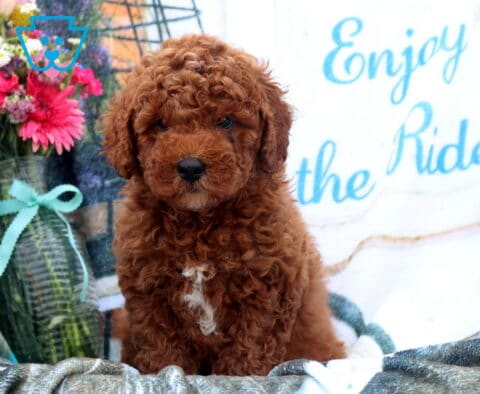 Forest Mini Poodle2