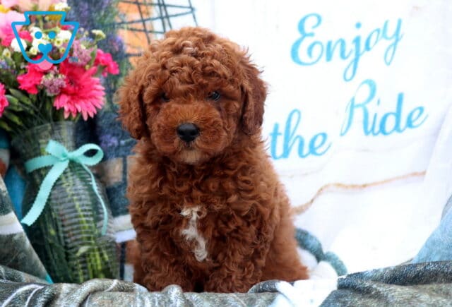 Forest Mini Poodle2 image