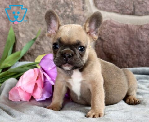 Forrest French Bulldog