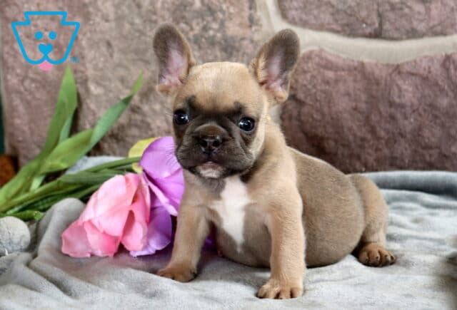 Forrest French Bulldog image