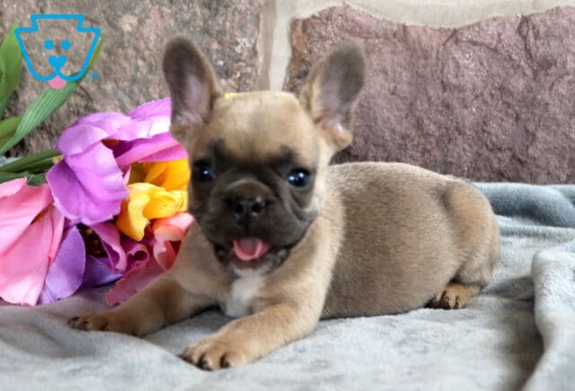 Forrest French Bulldog2 image