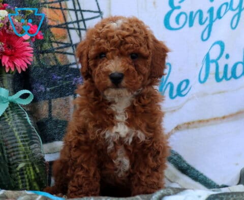 Frankie Mini Poodle