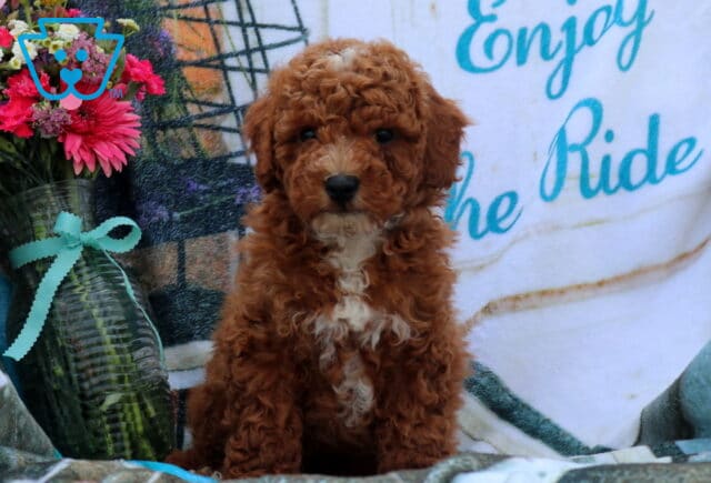 Frankie Mini Poodle image