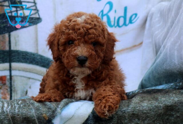 Frankie Mini Poodle2 image