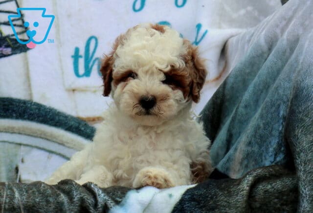 Friendly Mini Poodle image
