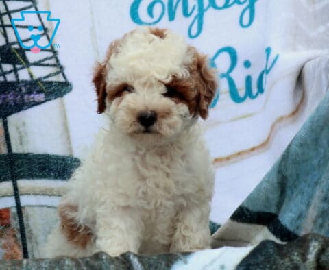 Friendly Mini Poodle2