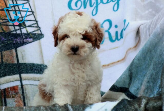 Friendly Mini Poodle2 image
