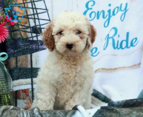 Furby MIni Poodle