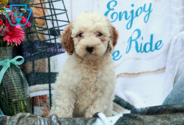 Furby MIni Poodle image