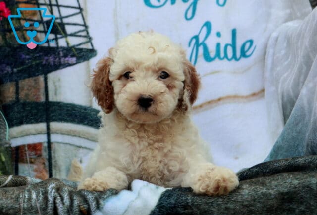 Furby MIni Poodle2 image