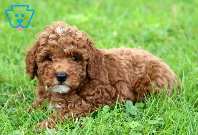 Gaven Mini Poodle image
