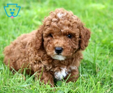 Gaven Mini Poodle2