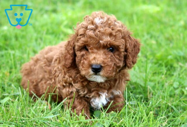 Gaven Mini Poodle2 image