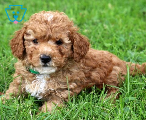 Geo Mini Poodle