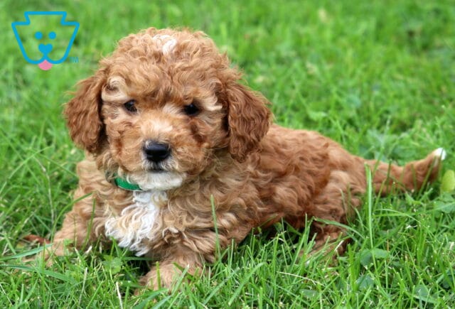Geo Mini Poodle image