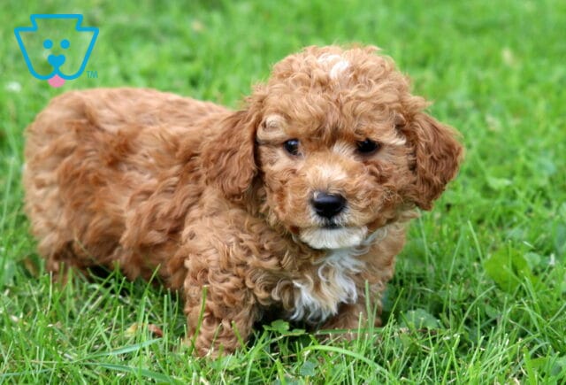 Geo Mini Poodle2 image