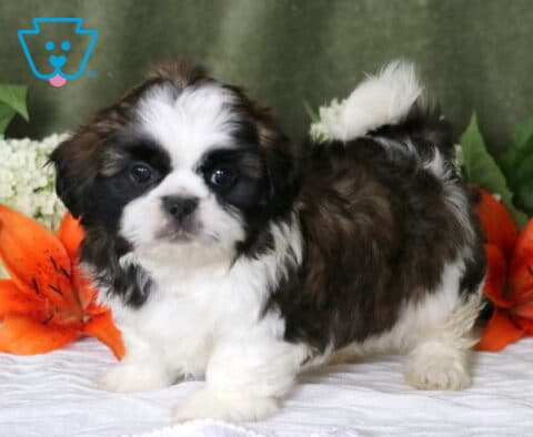 Geo Shih Tzu