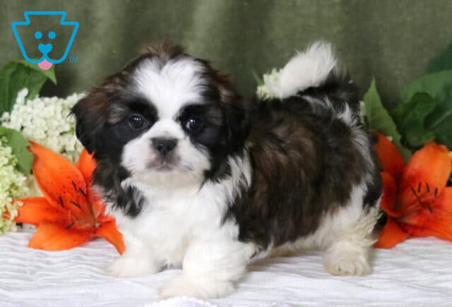 Geo Shih Tzu image
