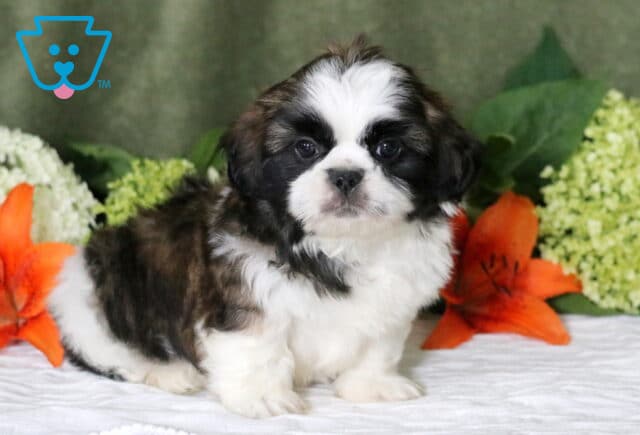 Geo Shih Tzu2 image