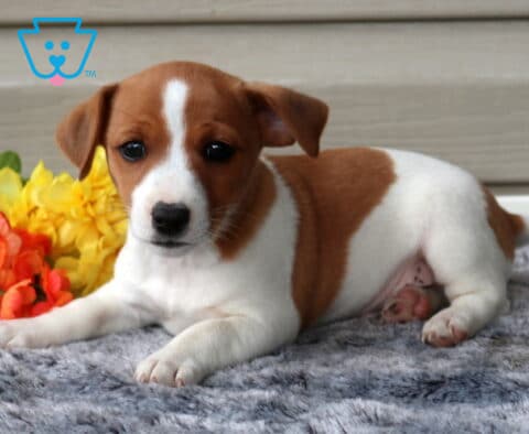 George Jack Russell