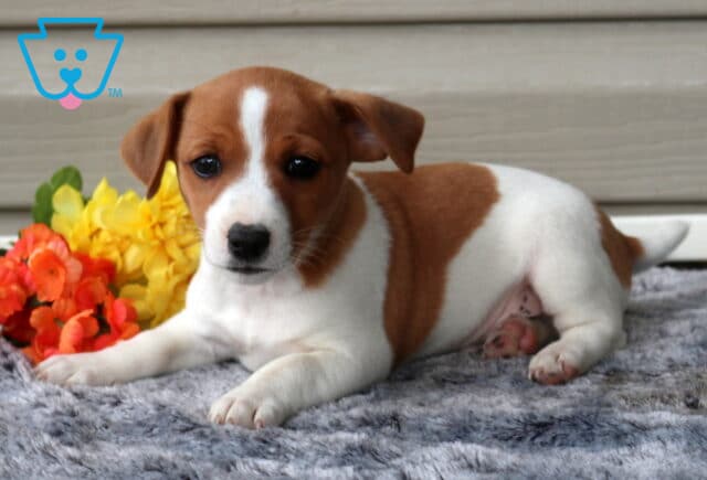 George Jack Russell image