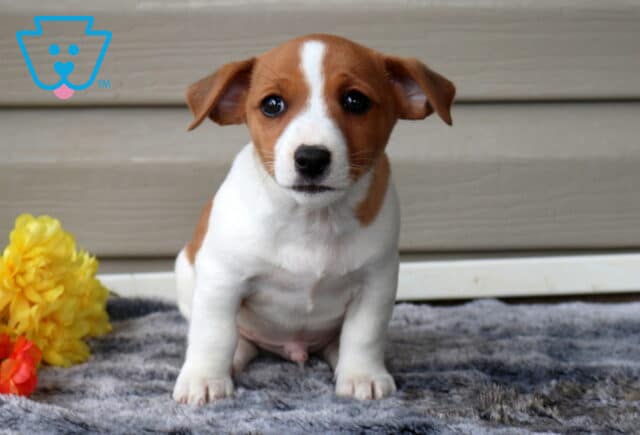 George Jack Russell2 image