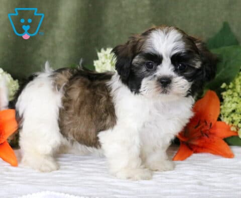 Georgia Shih Tzu