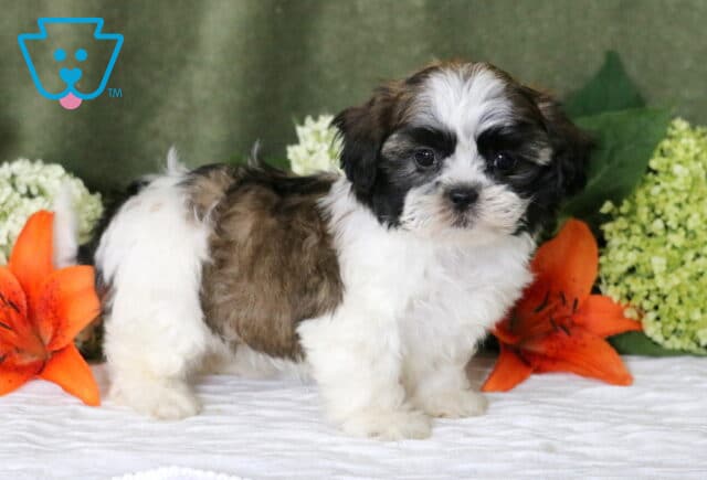 Georgia Shih Tzu image