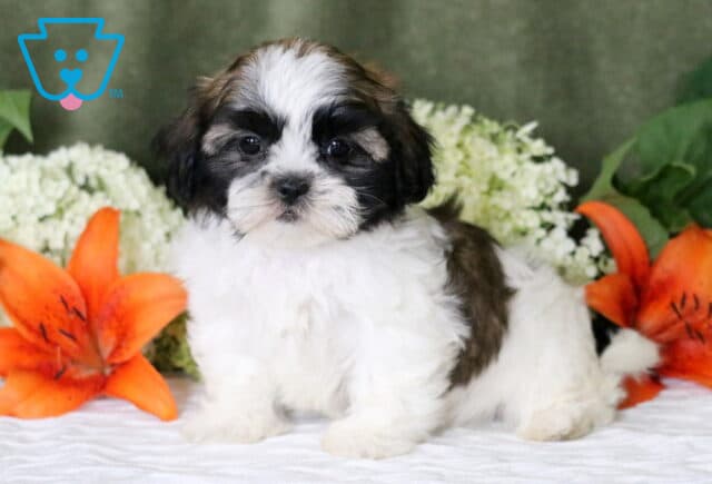 Georgia Shih Tzu2 image