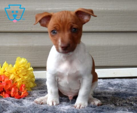 Gerald Jack Russell