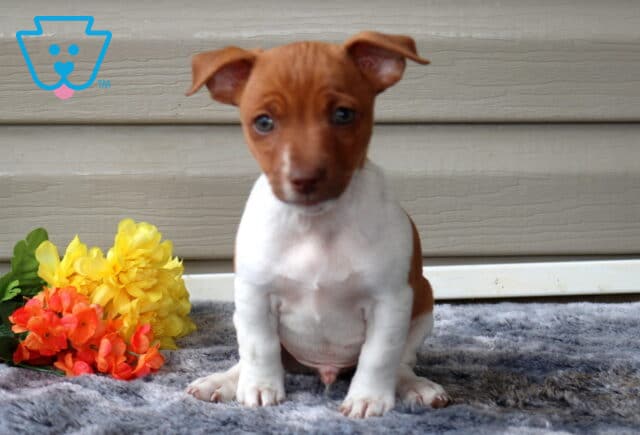 Gerald Jack Russell image