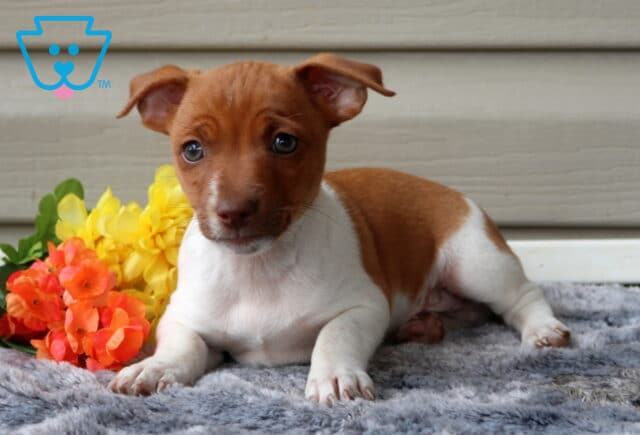 Gerald Jack Russell2 image