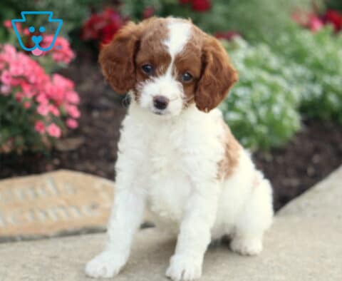 Ginger Cavapoo