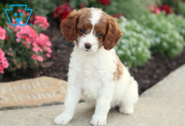 Ginger Cavapoo image
