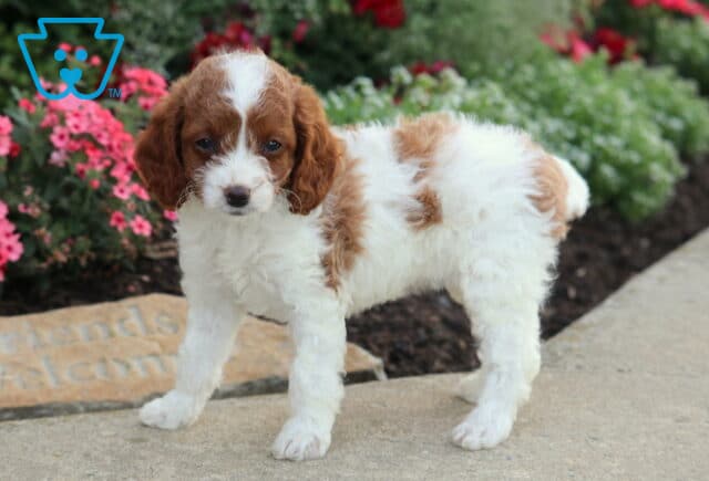 Ginger Cavapoo2 image