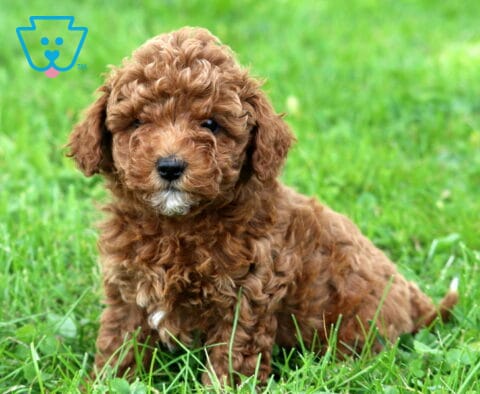 Ginger Mini Poodle