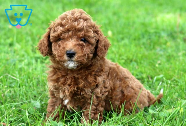Ginger Mini Poodle image
