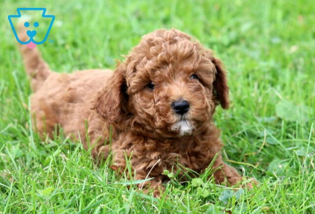 Ginger Mini Poodle2 image