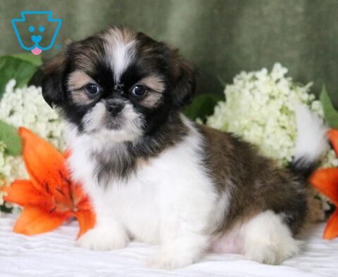 Ginger Shih Tzu