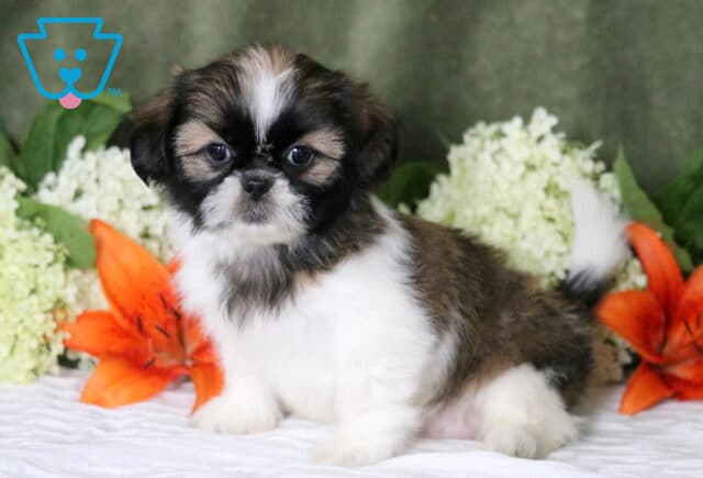 Ginger Shih Tzu image