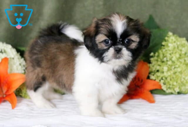 Ginger Shih Tzu2 image