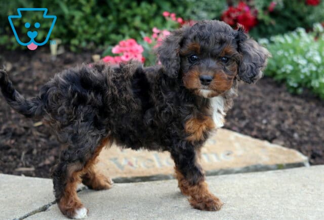 Girly Cavapoo image