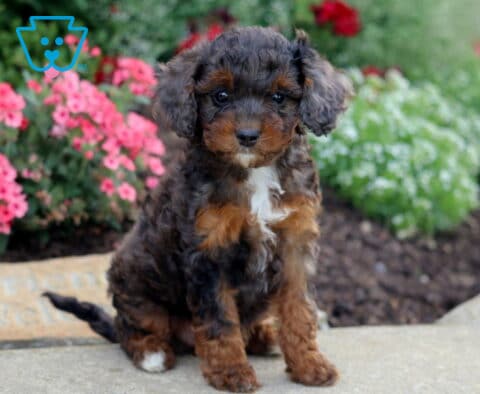 Girly Cavapoo2
