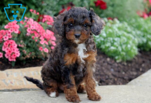 Girly Cavapoo2 image
