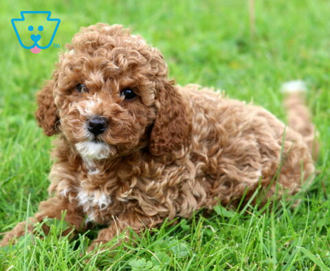 Girly Mini Poodle