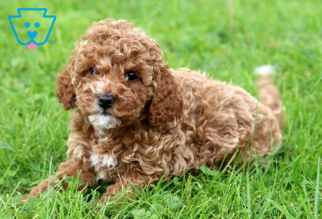 Girly Mini Poodle image
