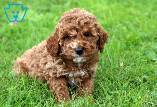 Girly Mini Poodle2 image