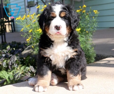 Sweet Bernese Mountain Dog puppy sitting proudly on a sunlit patio, featuring a fluffy tri-color coat, oversized paws, and bright yellow flowers creating a cheerful garden backdrop.