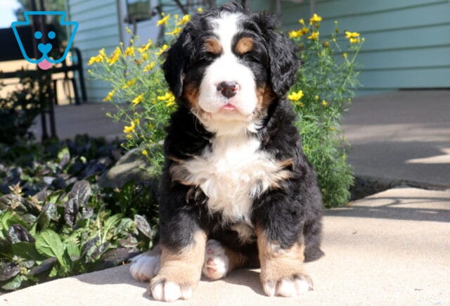 Sweet Bernese Mountain Dog puppy sitting proudly on a sunlit patio, featuring a fluffy tri-color coat, oversized paws, and bright yellow flowers creating a cheerful garden backdrop. image